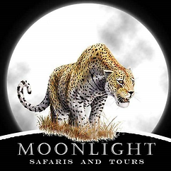 A kleesto leopard against a full moon backdrop for "moonlight safaris and tours" advertisement. | kleesto